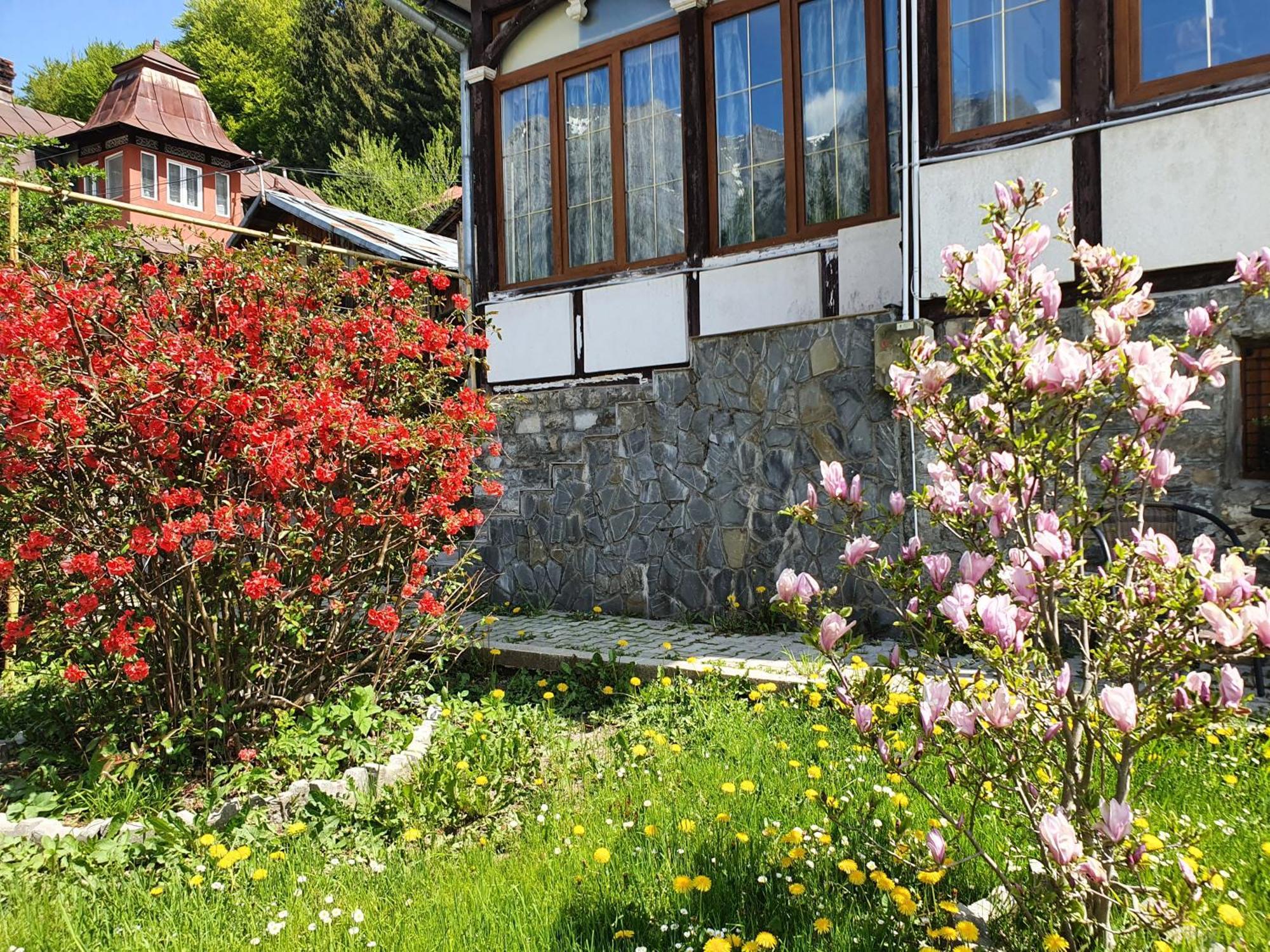 Vila Bradet Busteni Exterior photo