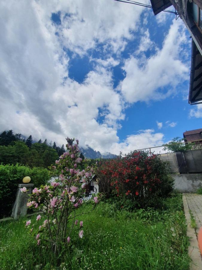 Vila Bradet Busteni Exterior photo
